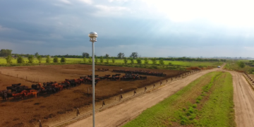 Se acerca Santa Rosa: ¿Por qué un rayo puede matar decenas de vacas en un campo y qué hacer para evitarlo?