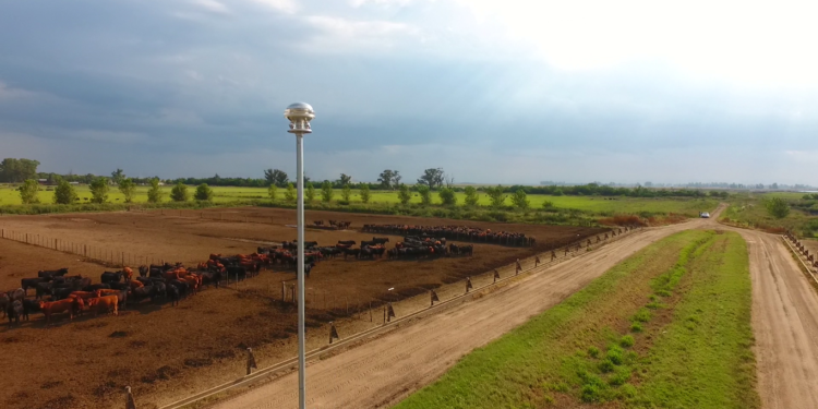 Se acerca Santa Rosa: ¿Por qué un rayo puede matar decenas de vacas en un campo y qué hacer para evitarlo?