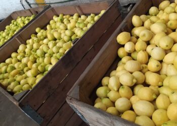 El sector limonero también debe ajustarse a valores de referencia de la Aduana para evitar la subfacturación de exportaciones