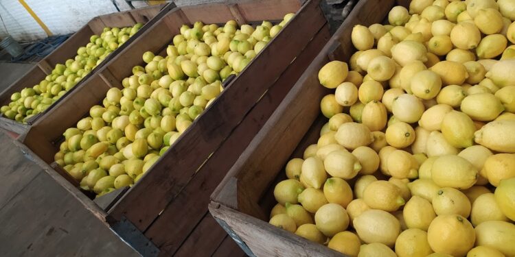 El sector limonero también debe ajustarse a valores de referencia de la Aduana para evitar la subfacturación de exportaciones