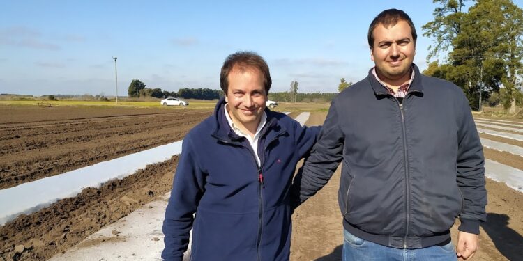 Al final, la Reina Batata vivía en San Pedro: La familia Manresa la produce desde 1900 y su principal mercado es el interno