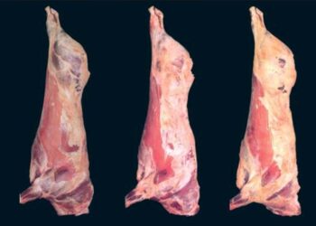 A pesar de la histeria de Kulfas, el Senasa ya tiene listo un protocolo para “segregar” las vacas conserva y permitir su exportación