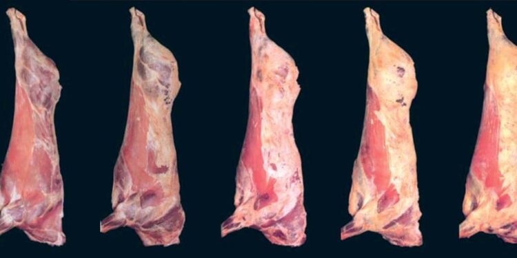 A pesar de la histeria de Kulfas, el Senasa ya tiene listo un protocolo para “segregar” las vacas conserva y permitir su exportación