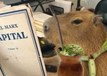 Carpincho-gate: Mientras en Nordelta buscan removerlos, en Uruguay los crían para venderlos a más de 200 dólares