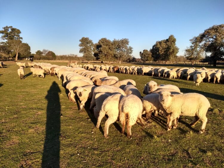 Ovinos de la Cruz: Los ovejeros del norte bonaerense ya venden carne pareja y con trazabilidad