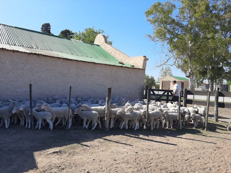 Ovinos de la Cruz: Los ovejeros del norte bonaerense ya venden carne pareja y con trazabilidad