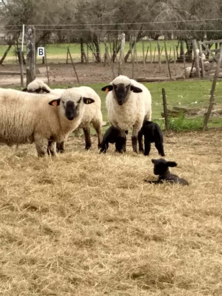 Ovinos de la Cruz: Los ovejeros del norte bonaerense ya venden carne pareja y con trazabilidad