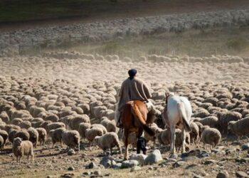 Los hermanos Apesteguía producen lana merino en la Patagonia austral y cobran hasta 10% más porque certifican que es orgánica