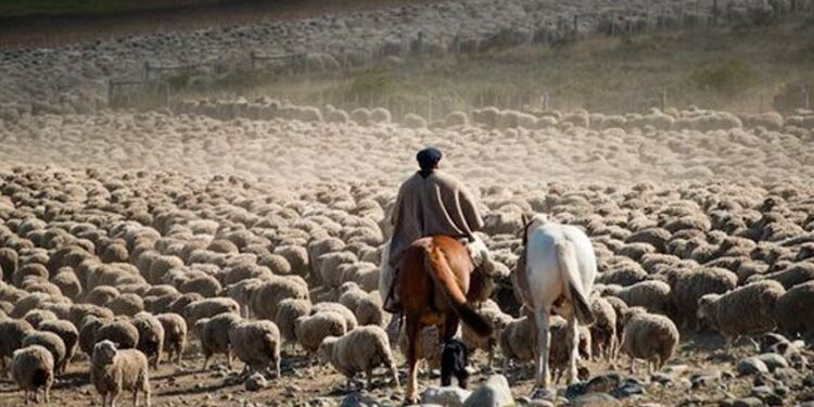 Los hermanos Apesteguía producen lana merino en la Patagonia austral y cobran hasta 10% más porque certifican que es orgánica