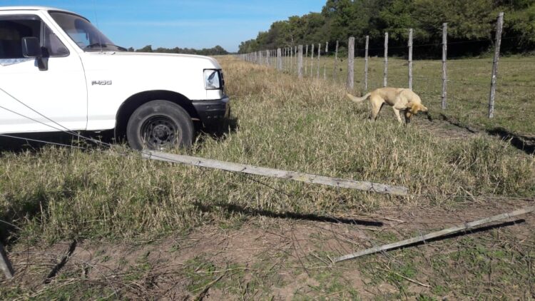 El lamento de un ganadero chaqueño que tiene que dormir con las vacas cerca de su casa para que no se las lleven: “Nos roban hasta los tensores de los alambrados”