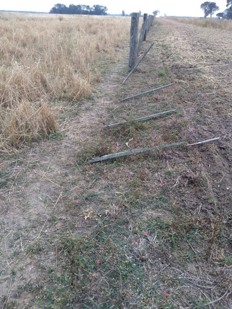 El lamento de un ganadero chaqueño que tiene que dormir con las vacas cerca de su casa para que no se las lleven: “Nos roban hasta los tensores de los alambrados”