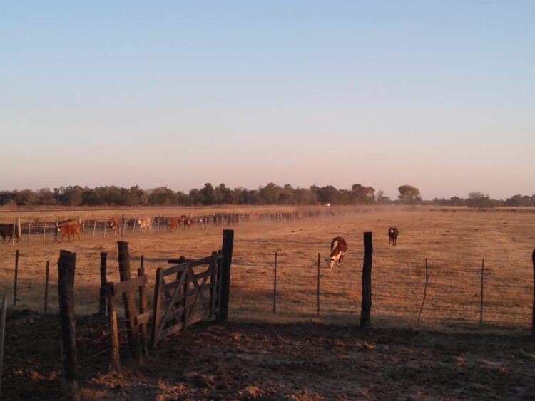 El lamento de un ganadero chaqueño que tiene que dormir con las vacas cerca de su casa para que no se las lleven: “Nos roban hasta los tensores de los alambrados”