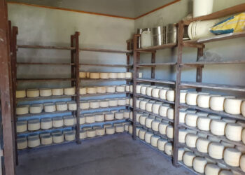 Un espaldarazo para los pequeños productores lácteos: Entró en vigencia la nueva normativa para los establecimientos de elaboración artesanal