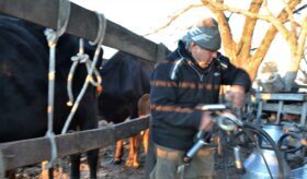 Crónicas Robadas: Ramón Balle, 56 años como tambero y con una sonrisa, le dice adiós al tambo