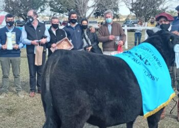 Los toros sin bozal ni tapabocas: Luego de un año y medio de pandemia regresan las exposiciones rurales y los remates de hacienda con público