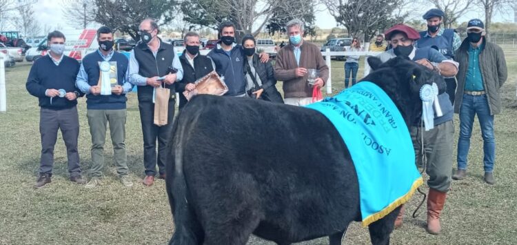 Los toros sin bozal ni tapabocas: Luego de un año y medio de pandemia regresan las exposiciones rurales y los remates de hacienda con público