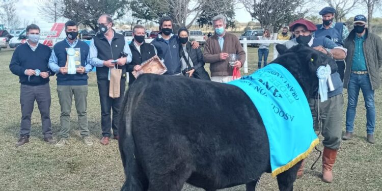Los toros sin bozal ni tapabocas: Luego de un año y medio de pandemia regresan las exposiciones rurales y los remates de hacienda con público