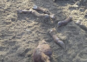 Far West santiagueño: Los hermanos Lorenzo han perdido 40 bovinos a manos de cuatreros que andan en motos y con escopetas