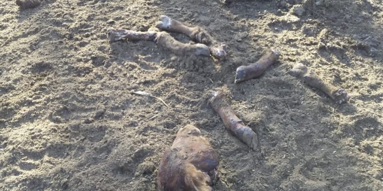 Far West santiagueño: Los hermanos Lorenzo han perdido 40 bovinos a manos de cuatreros que andan en motos y con escopetas