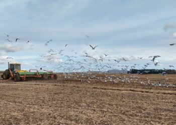 Cómo piensan quienes decidieron impulsar una huerta colectiva en Villars: “Es urgente reverdecer, es urgente volver a ser monte”