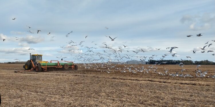 Cómo piensan quienes decidieron impulsar una huerta colectiva en Villars: “Es urgente reverdecer, es urgente volver a ser monte”