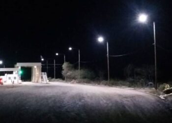 En un camión se quiso ingresar plantines de olivos, vides y almendros a la Patagonia, declarando que eran ladrillos