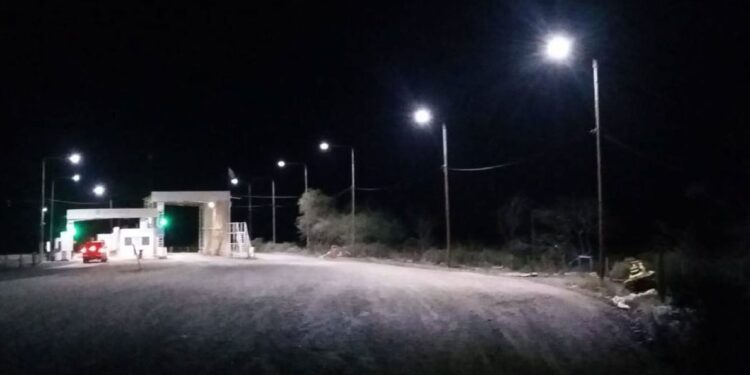 En un camión se quiso ingresar plantines de olivos, vides y almendros a la Patagonia, declarando que eran ladrillos