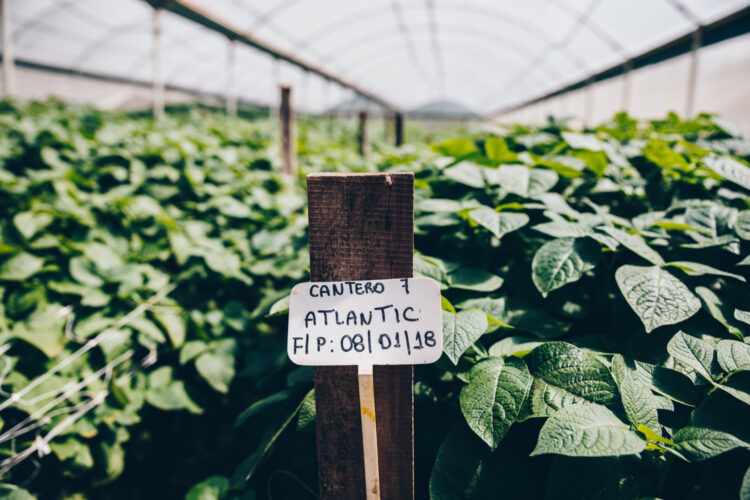 Una historia de “ututos”: Cómo fue que la familia Paz se puso a producir snacks de papa frita en Tafi del Valle, sobre las sierras del Aconquija
