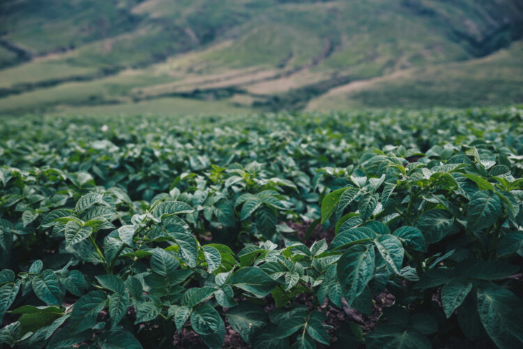 Una historia de “ututos”: Cómo fue que la familia Paz se puso a producir snacks de papa frita en Tafi del Valle, sobre las sierras del Aconquija
