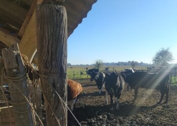 Triste destino los tambos argentinos: La concentración en la producción lechera avanza a una tasa anual del 2,7%