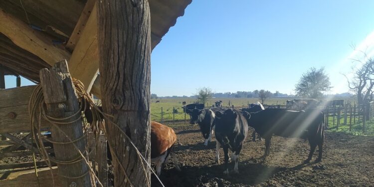 Triste destino los tambos argentinos: La concentración en la producción lechera avanza a una tasa anual del 2,7%