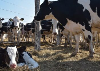 La concentración avanza en el sector lechero: En 2021, por primera vez los tambos más chicos representaron menos del 50% del total