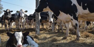 La concentración avanza en el sector lechero: En 2021, por primera vez los tambos más chicos representaron menos del 50% del total