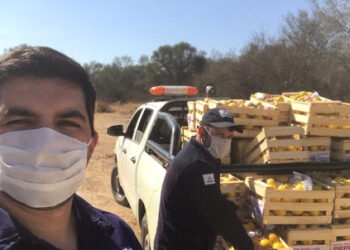 Guardianes de la citricultura: El silencioso trabajo de los privados para evitar que el HLB afecte al complejo limonero de Tucumán