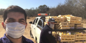 Guardianes de la citricultura: El silencioso trabajo de los privados para evitar que el HLB afecte al complejo limonero de Tucumán