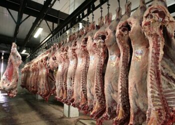 Los matarifes denuncian que el “cepo cárnico” generó más daños que beneficios y piden al gobierno que desactive la intervención