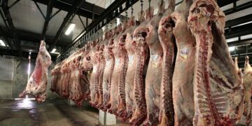 Los matarifes denuncian que el “cepo cárnico” generó más daños que beneficios y piden al gobierno que desactive la intervención