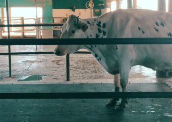 Sube 3,5% la producción de leche en julio y la rentabilidad de los tambos registra un delicado equilibrio