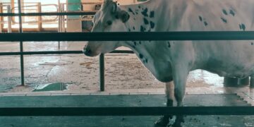 Sube 3,5% la producción de leche en julio y la rentabilidad de los tambos registra un delicado equilibrio