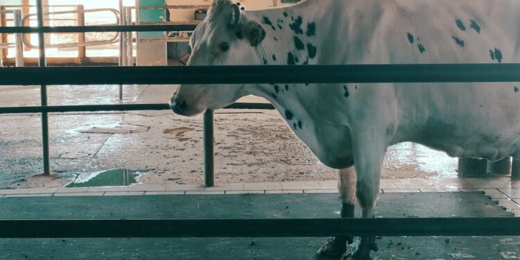 Sube 3,5% la producción de leche en julio y la rentabilidad de los tambos registra un delicado equilibrio