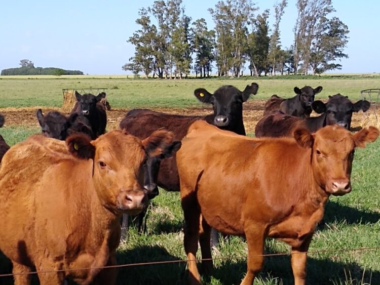 Inés Videla es una ganadera de casi 70 años que vive en medio del campo: “Yo reclamo caminos, educación, salud y sobre todo previsibilidad”