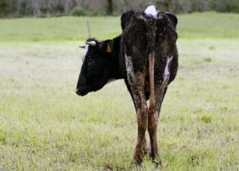 Una aproximación a las pérdidas que dejó el cepo ganadero: La friolera de $6.500 millones en solo tres meses