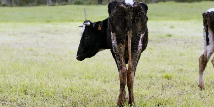 Una aproximación a las pérdidas que dejó el cepo ganadero: La friolera de $6.500 millones en solo tres meses