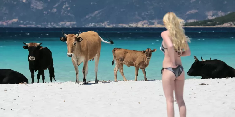 Las vacas coparon la isla de Córcega: las autoridades francesas cerraron las playas luego de que atacaran a turistas y lugareños