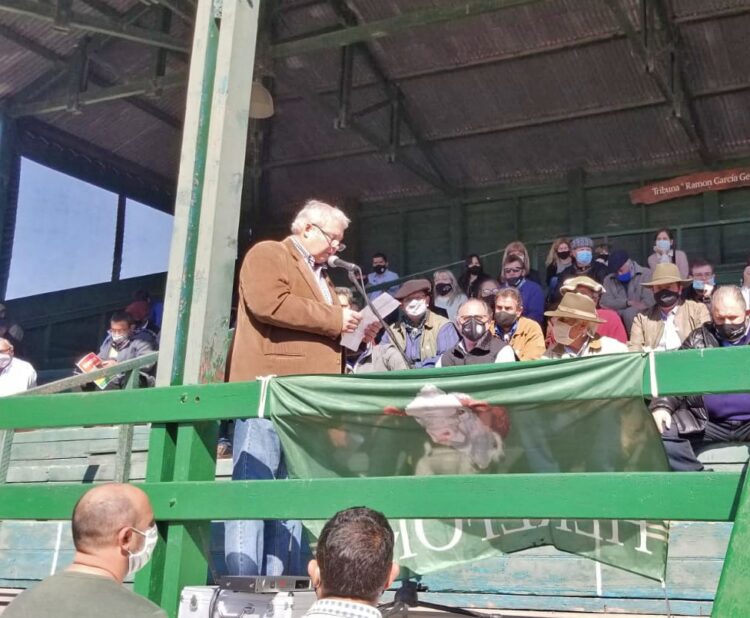 Los toros sin bozal ni tapabocas: Luego de un año y medio de pandemia regresan las exposiciones rurales y los remates de hacienda con público