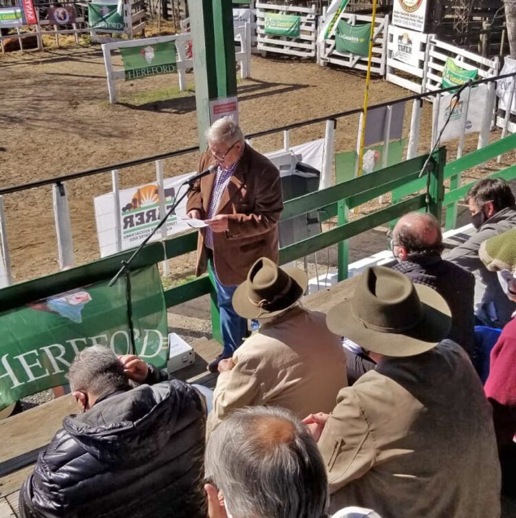 Los toros sin bozal ni tapabocas: Luego de un año y medio de pandemia regresan las exposiciones rurales y los remates de hacienda con público