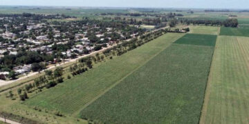 ¿Qué hacer si tu campo quedó dentro de un periurbano donde se prohíben los agroquímicos? En Córdoba, el INTA ensayó una serie de opciones para que siga siendo productivo