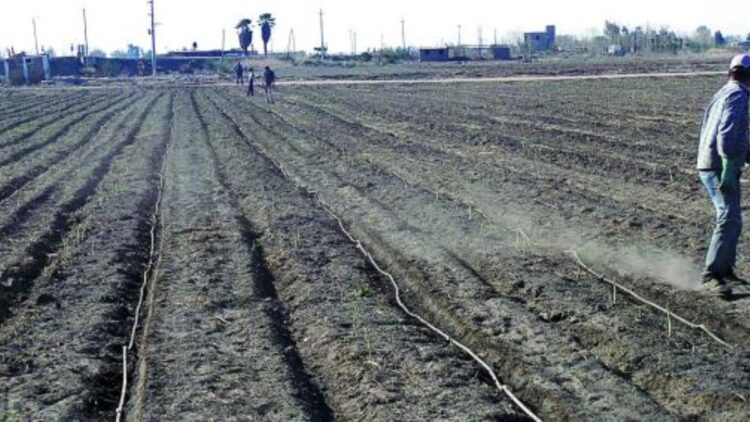 La localidad sanjuanina de Médano de Oro le escapa a los problemas de sequía y ofrece un suelo fértil para la producción de espárragos