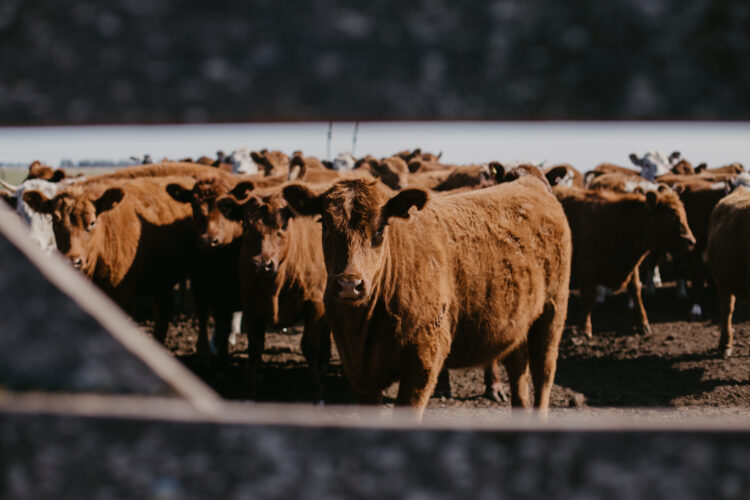 Debería llamarse “Pasión”: Marcelo Passón hace el ciclo ganadero completo en un campo de suelos pobres de Ameghino y sin comprar alimentos