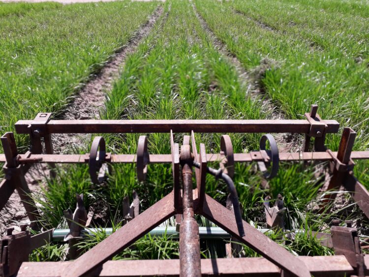 ¿Qué son las chufas? José Manuel Rabanedo es el único que produce en el país este nutritivo cultivo que proviene de África y es muy popular en España